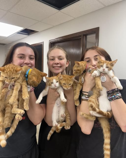 cats meow