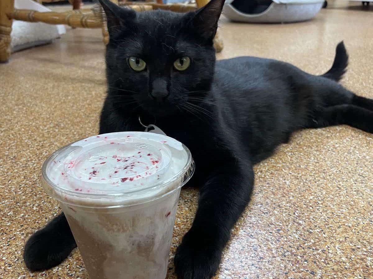 frozen-hot-chocolate-cats-meow.jpg