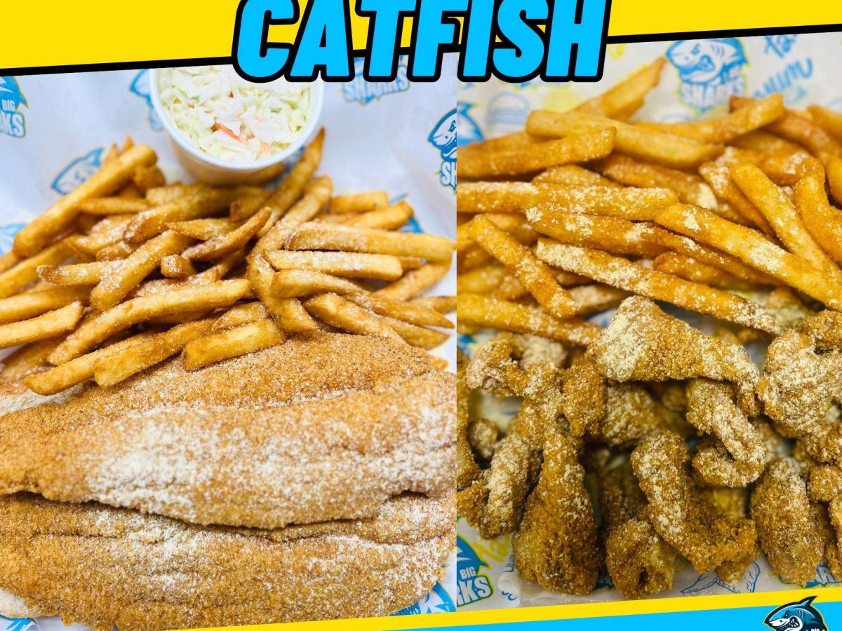 sharks catfish